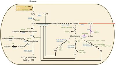 Enhanced Protocatechuic Acid Production From Glucose Using Pseudomonas putida 3-Dehydroshikimate Dehydratase Expressed in a Phenylalanine-Overproducing Mutant of Escherichia coli